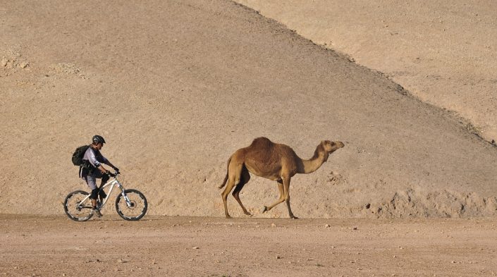 Race in the Desert