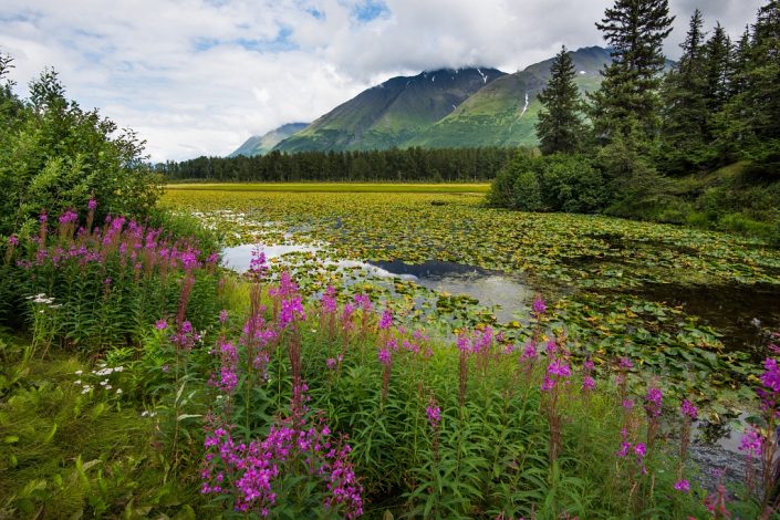 Fireweed and Water Lilies