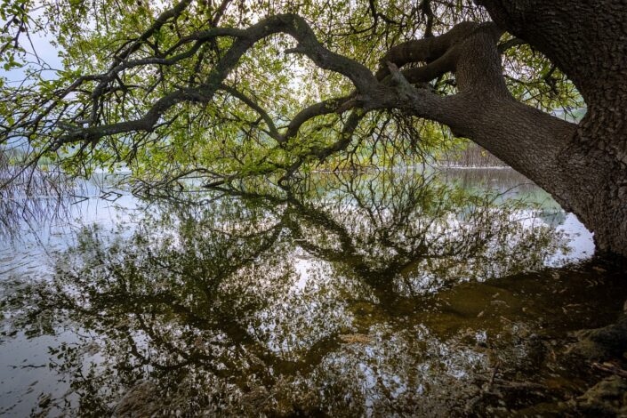 Branches over water