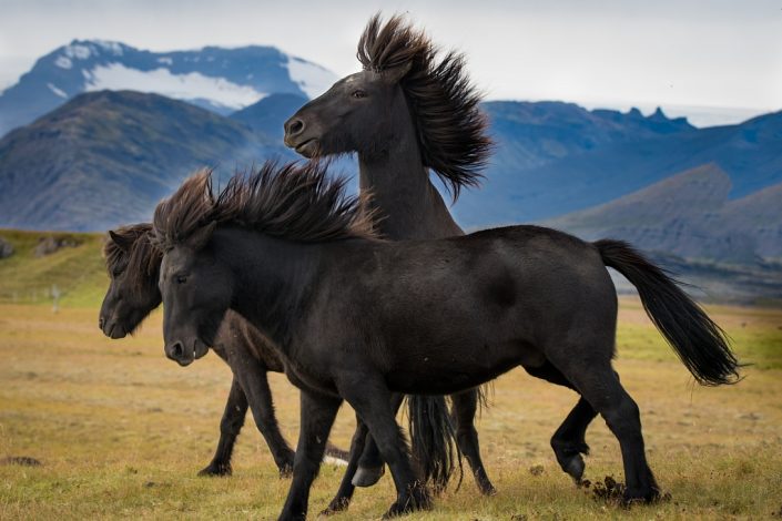 Icelandic Horses Horsing Around