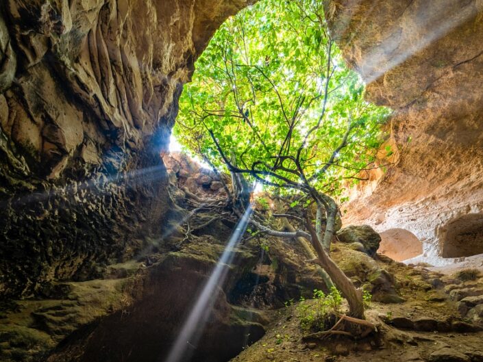 The Tree of Light