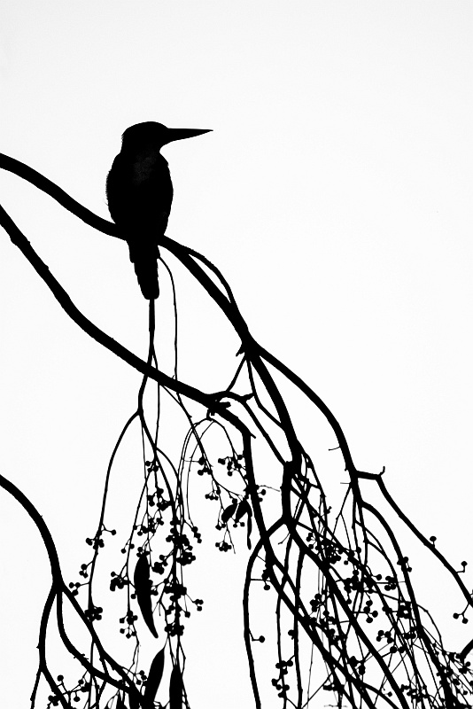 Kingfisher silhouette