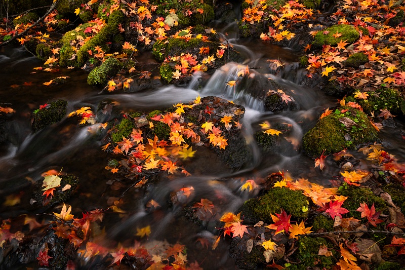 Japan Hokkaido Autumn Rapids
