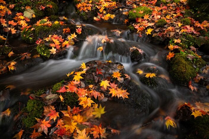 Japan Hokkaido Autumn