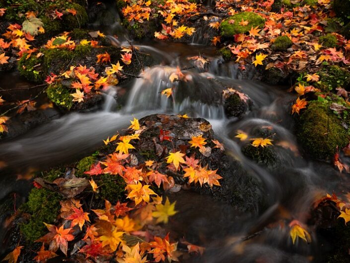 Japan Hokkaido Autumn