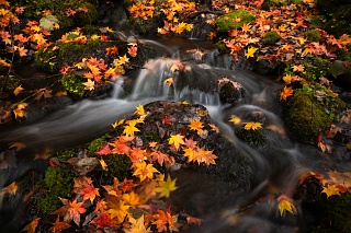 Hokkaido Autumn