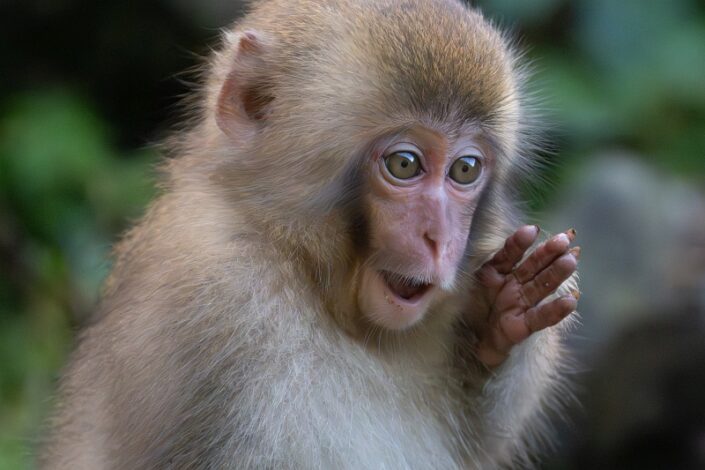 Japan Snow Monkeys