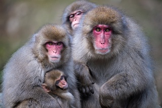 Snow Monkeys